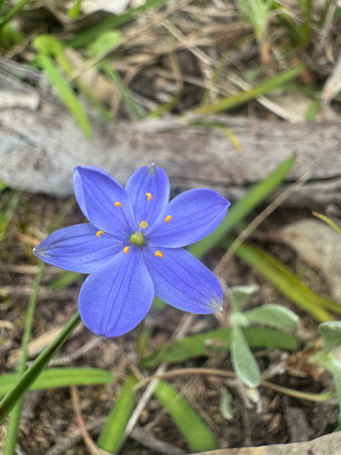 Blue Stars