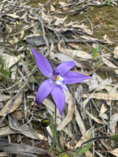 Waxlip Orchid