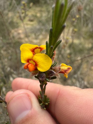 showy parrot-pea