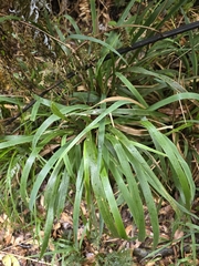 Ehrharta diplax, photograph author not stated, no rights reserved