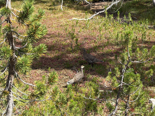 iNaturalist observation photo of Sooty Grouse