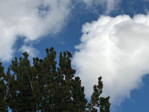 iNaturalist observation photo of Clark's Nutcracker