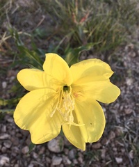 Oenothera affinis