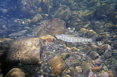 Salvelinus malma