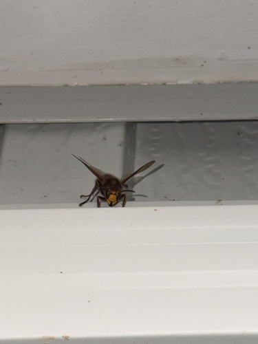European Hornet