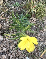 Oenothera affinis