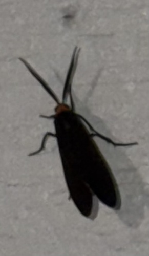Yellow-collared Scape Moth