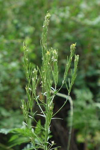 Turritis glabra, photograph 1