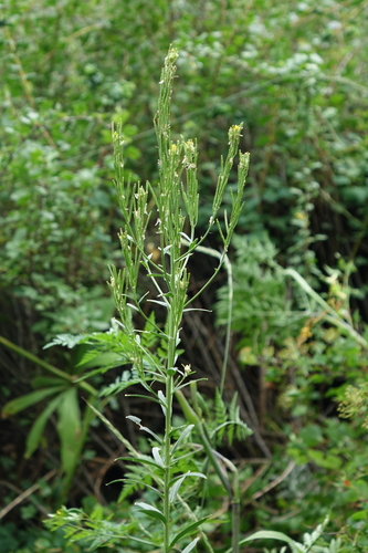Turritis glabra, photograph 3