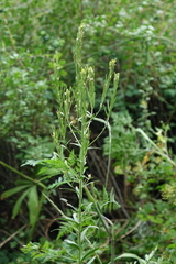 Turritis glabra, photograph (c) Oleg Kosterin, some rights reserved (CC BY)