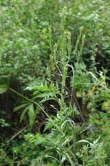 Turritis glabra, photograph (c) Oleg Kosterin, some rights reserved (CC BY)