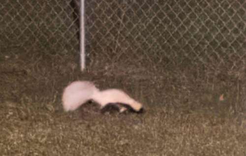 Striped Skunk
