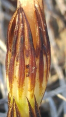 Equisetum arvense image