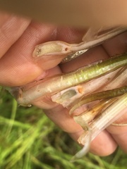 Isoetes melanopoda