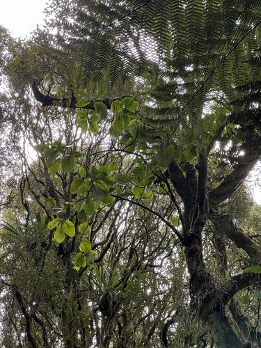 Griselinia lucida, photograph 2