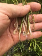 Isoetes melanopoda