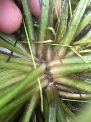 Isoetes melanopoda