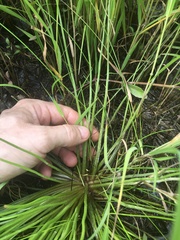 Isoetes melanopoda