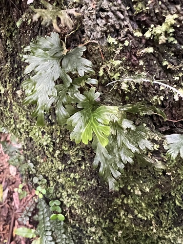 Hymenophyllum dilatatum, photograph 4