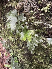 (c) Hannah Rogers, some rights reserved (CC BY) Hymenophyllum dilatatum, photograph (c) Hannah Rogers, some rights reserved (CC BY)