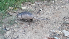 Dasypus novemcinctus