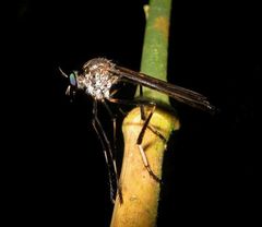 Archilestris capnopterus