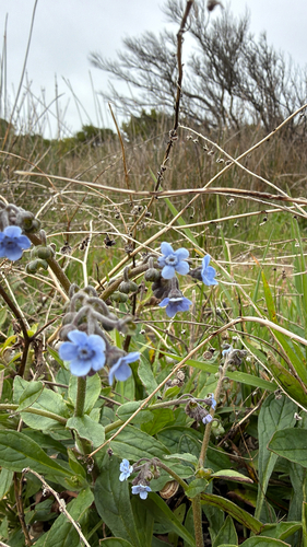Australian Hound's-tongue