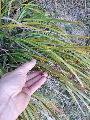 Libertia ixioides, photograph 2