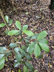 Pseudowintera axillaris, photograph author not stated, no rights reserved