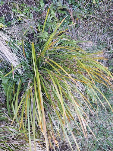Libertia ixioides, photograph 3