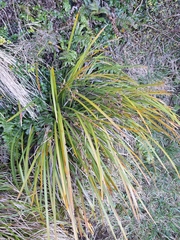 Libertia ixioides, photograph (c) Oscar Dove, some rights reserved (CC BY)