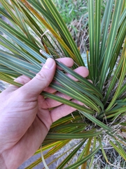 Libertia ixioides, photograph (c) Oscar Dove, some rights reserved (CC BY)