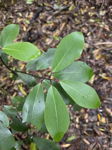 Pseudowintera axillaris, photograph 5