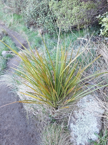 Libertia ixioides, photograph 5