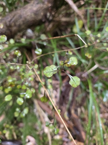 Coprosma arborea, photograph 6
