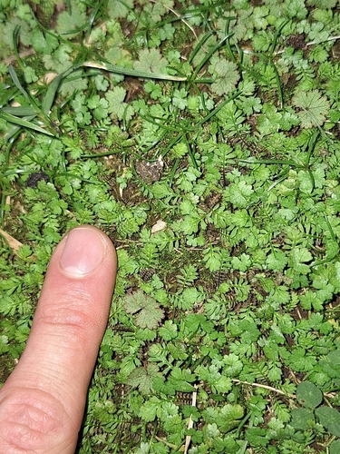 Leptinella nana
