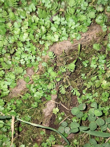 Leptinella nana, photograph 2