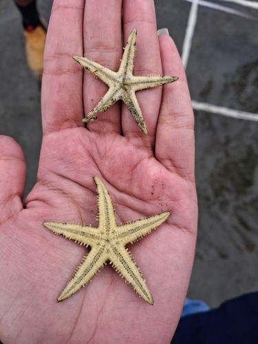 Archaster typicus observed 2026-09-04