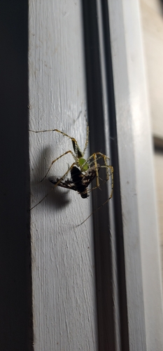 Green Lynx Spider