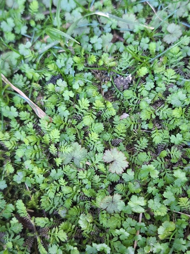Leptinella nana, photograph 3