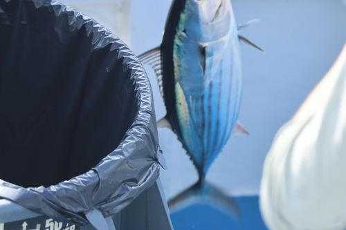 Katsuwonus pelamis observed 2026-08-31