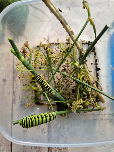 Old World Swallowtail