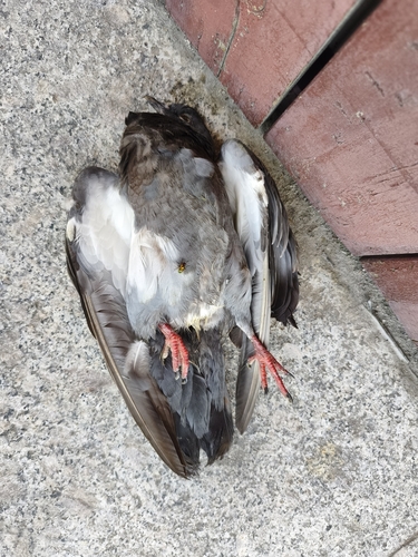 Feral Pigeon