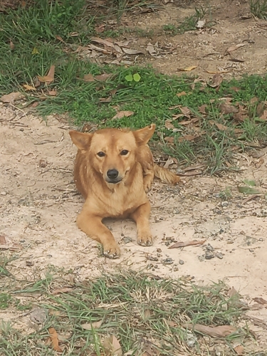 Domestic Dog