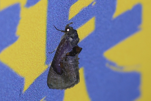 Pilipectus chinensis