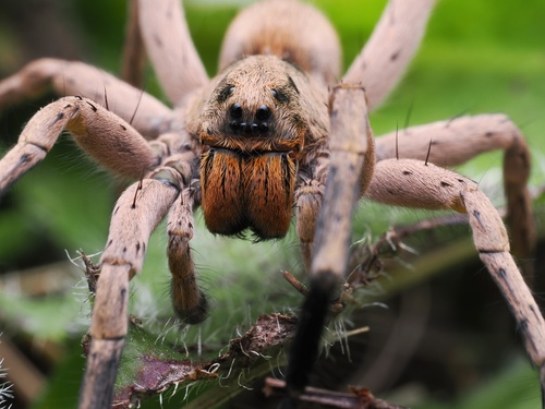 Missouri Burrowing Wolf Spider photo 2