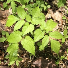 Astilbe biternata