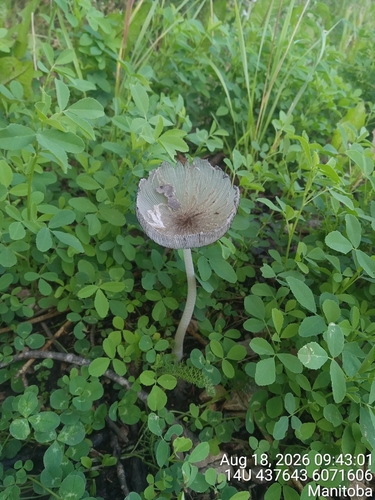 hare's foot inkcap