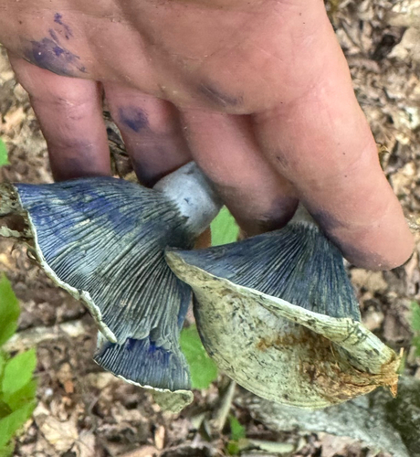 indigo milk cap