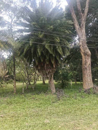 Spiny Date Palm